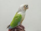 Painapple Conure