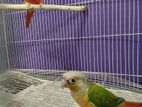 Painapple Conure