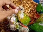 Painapple yellow sided double red factor conure bby
