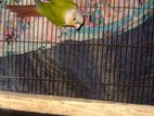 Paineple Conure