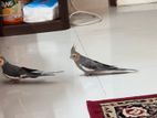 Pair Adult Cockatiel , Male Fully Tamed