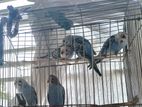 Pair Bugrigar/Bagrigar Bird sell