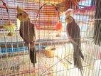 Pair Cockatiel With Full Set-up.