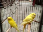 Pair of Budgie