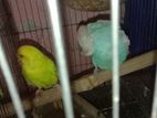 Budgerigar & Pigeon for sell