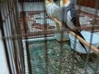 Cockatiel For Sell