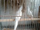 মাস্টার পেয়ার পাখি