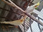 Birds Sell