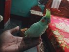 Cocktaiel bird