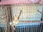 Bird for sell