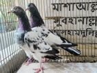 Pakistani Teddy, Davwala, Kachuri Kobutor
