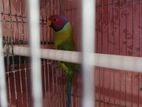 palm haded parrot