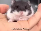 Panda Dwarf Hamster