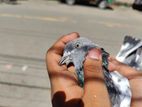 pankhi kobutor bikri Hobe Madi