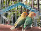 par blue opline love bird