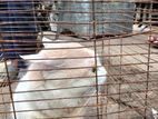 Cat for sell