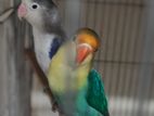 Parblue & Violet pair Lovebird (100% adult Love bird)