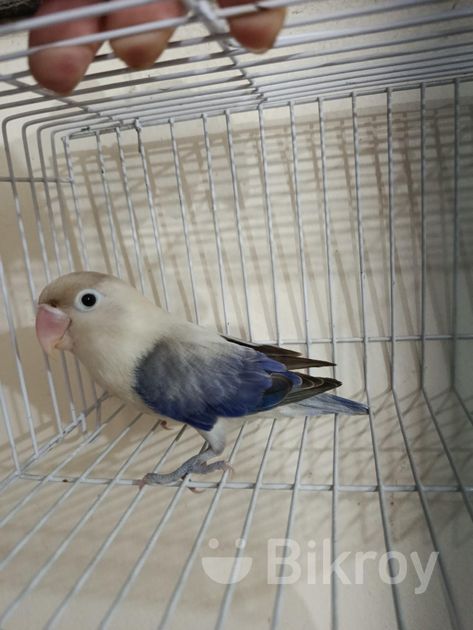 Parblue Ewing Violet for Sale in Mirpur Bikroy