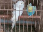 Parblue love bird, bazigar jp, classic 2 female extra