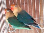 Parblue Love bird DNA Pair