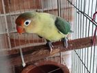 Parblue Love Bird Female