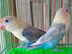 Parblue Love Bird