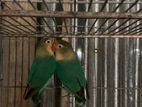 Parblue Lovebird -2 pair