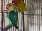 Parblue + Lutino Pair Lovebird (Adult Pair)