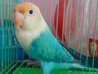 Parblue Opaline Love Bird Male