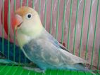 Parblue Sablehead Lovebird Male