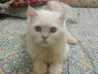 parchian cat