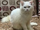 parcial female snow white cat 5 month old and vaccinate