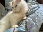 Persian cat