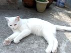 Parcian Cat