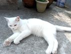 Parcian Cat