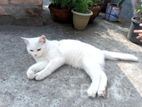 Parcian Cat