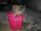 Persian Cat For Sell