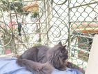 Parcian Cat