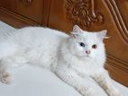 Parcian Male Cat For Sale