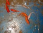 Parents Gold Fish