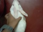Parent's White Rabbit
