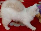 Parian Female Cat