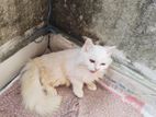 Persian & Mix Breed
