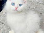Parisian blue eye female cat