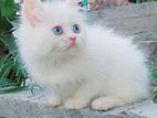 Parisian blue eye female cat