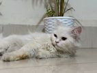 Parisian Cat