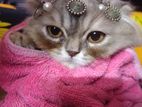 Parisian Cat For Sale
