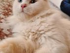 Parisian Cat Male (vaccined)