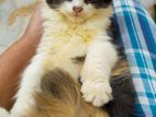 Parisian Female & Male Kitten