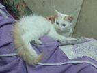 Parisian Mix Breed White Bady Cat